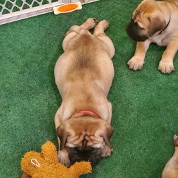 Bullmastiff puppies from Jenkins Family Bullmastiffs