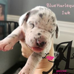 Girl 3 - Blue and white female Great Dane puppy in Longview, Texas from Lazy A Danes
