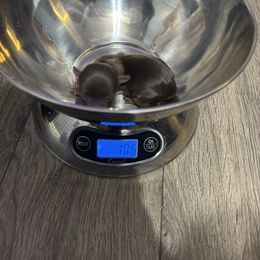 B - Chocolate and tan male Yorkshire Terrier puppy in Knoxville, Tennessee from Little Yorkie Company