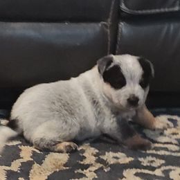 Euros - Blue female Australian Cattle Dog puppy in Morganton, North Carolina from Trinity C Acres