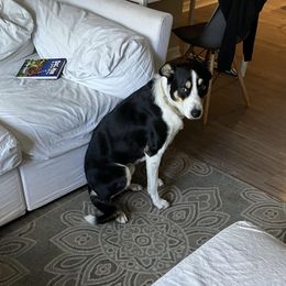Oreo - Tri-color male Border Collie puppy in Middleburg, Florida from Stamps BCs