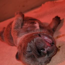 French Bulldog Puppies from 4 Leaf Frenchies