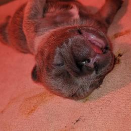 French Bulldog Puppies from 4 Leaf Frenchies