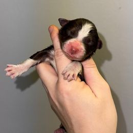 RTM 2 - Red tri-color male Australian Shepherd puppy in Anniston, Alabama from All Hale Aussies