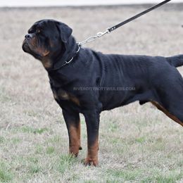 Sargent - Rottweiler