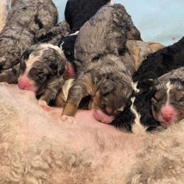 Bernedoodle puppies from NW Bernedoodles of Washington