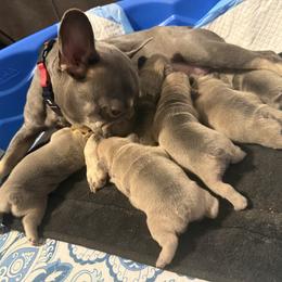Dachshunds and French Bulldogs from Little Rascals