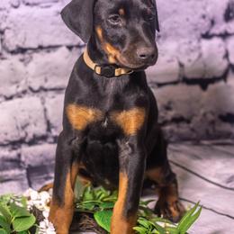 Peanut - Black and rust female Doberman Pinscher puppy in Shelby, North Carolina from IronBee Dobermans