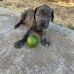 Pansy - Gray brindle male Cane Corso puppy in Elk Grove, California from DiamondBabyCorso