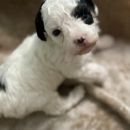 Poodle Puppies from Paradise Poodles