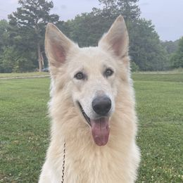 Bean - German Shepherd