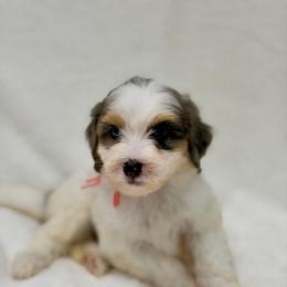 Splash - Tri-color female Bernedoodle puppy in Hegins, Pennsylvania from Bubbling Springs Doodles, LLC
