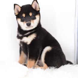 Akii - Import Sired AKC registration - Black and tan male Shiba Inu puppy in Neosho, Missouri from Sunny Terrace Shibas