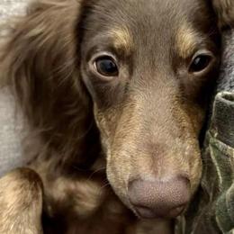Dachshunds from State Eight Dachshunds