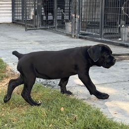 Gorgi-Black Girl 2 - Black female Cane Corso puppy in Compton, California from Urban League Cane Corso