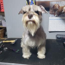 Tilly - Miniature Schnauzer