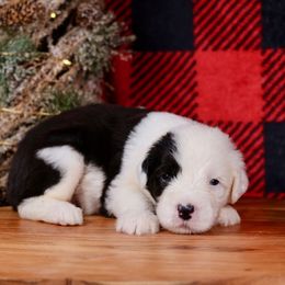 Holly - Gray and white female Old English Sheepdog puppy in Cleveland, Tennessee from Narrow Path Old English & Sheepadoodles
