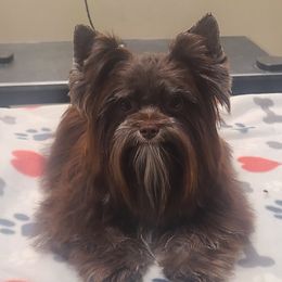 Chip - Yorkshire Terrier