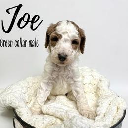 Joe - Parti male Goldendoodle puppy in Taylorsville, North Carolina from Doggone Dixie Doodles