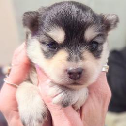 Sage (Pink Collar) - Black and white female Pomsky puppy in Kennewick, Washington from Nebula Ranch Pomskies