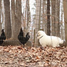 Great Pyrenees and Leonberger Puppies from Easter Acres