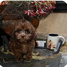 Violet - Brown female Shihpoo puppy in Delphos, Ohio from Route 66 Poodles & Doodles, Sapphire Shih-tzu's of Ohio