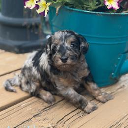 La-Z-boy - Blue merle male Aussiedoodle puppy in Henry, Illinois from Rowe Farms Doodles