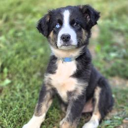 Mecate - Black tri-color male Australian Shepherd puppy in Keyser, West Virginia from Heartfelt Hollow Farm