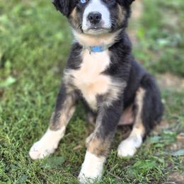 Mecate - Black tri-color male Australian Shepherd puppy in Keyser, West Virginia from Heartfelt Hollow Farm