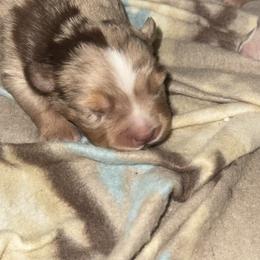Australian Shepherd, Miniature American Shepherd, Miniature Australian Shepherd, and Toy Australian Shepherd Puppies from HP Aussie Kennels