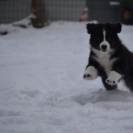 Australian Shepherd and Collie Puppies from Nicara kennel