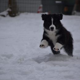 Australian Shepherd and Collie Puppies from Nicara kennel