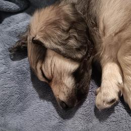 Shaded Cream Male 4000 Dollars longhaired - Cream male Dachshund puppy in Howell, Michigan from Em-Me's Royal 'n Loyal Dachshunds