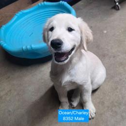 Ocean boy one - Light golden male Golden Retriever puppy in Niles, Michigan from Christiana Creek Goldens