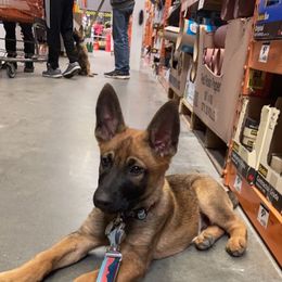 Belgian Malinois and Working Cross Puppies from L G Kennels