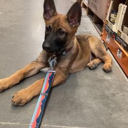 Belgian Malinois and Working Cross Puppies from L G Kennels