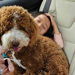 Maltese and Poodles from Maltese & poodle Lovers