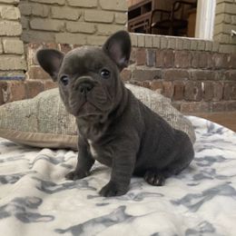 French Bulldogs from Leslie Baggett's French Bulldogs