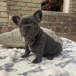 French Bulldogs from Leslie Baggett's French Bulldogs