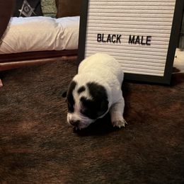 Boy 2 - Blue Australian Cattle Dog puppy in St. Landry, Louisiana from BMK Heelers