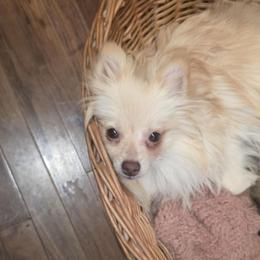 Lacey - Pomeranian