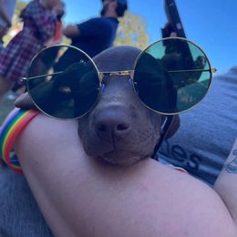 German Shorthaired Pointer and Jack Russell Terrier Puppies from Ivy Creek Kennels