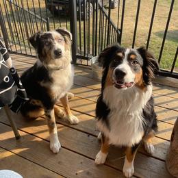 American Corgi and Australian Shepherd Puppies from KC Bar