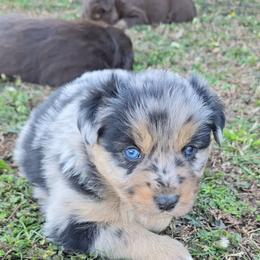 Blue Merle Male - Blue merle male Australian Shepherd puppy in Crossville, Alabama from Bluff View Aussies