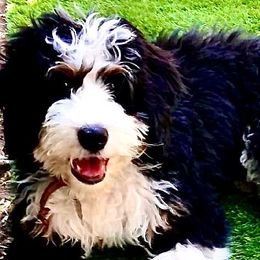 Bernedoodles and Poodles from My Tender Loving Paws