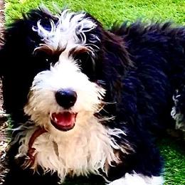 Bernedoodles and Poodles from My Tender Loving Paws
