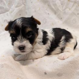 Tri-coloredbparti boy - Parti male Yorkshire Terrier puppy in Gatesville, Texas from KontryKritterz Yorkies