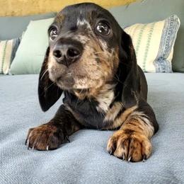 Barron - Black and tan male Dachshund puppy in Aiken, South Carolina from Ming's Mongols
