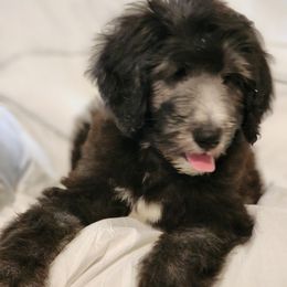 Goldendoodle Puppies from Country Pups Doodles