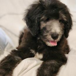 Goldendoodle Puppies from Country Pups Doodles